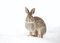 Eastern cottontail rabbit sitting in a winter forest in Canada Royalty Free Stock Photo