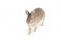 An Eastern cottontail rabbit sitting in a winter forest in Canada Royalty Free Stock Photo