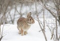 An Eastern cottontail rabbit sitting in a winter forest in Canada Royalty Free Stock Photo