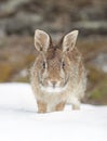 An Eastern cottontail rabbit sitting in a winter forest in Canada Royalty Free Stock Photo