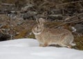 Eastern cottontail rabbit sitting in a winter forest in Canada Royalty Free Stock Photo