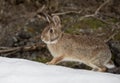 Eastern cottontail rabbit sitting in a winter forest in Canada Royalty Free Stock Photo