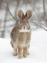 Eastern cottontail rabbit sitting in a winter forest. Royalty Free Stock Photo