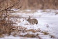 Eastern Cottontail rabbit in snow