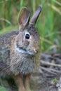 Eastern Cottontail Rabbit closeup in soft morning light Royalty Free Stock Photo