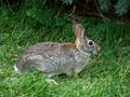 Eastern Cottontail Rabbit Sylvilagus floridanus Royalty Free Stock Photo