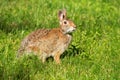 Eastern Cottontail - Sylvilagus floridanus Royalty Free Stock Photo