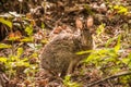 Eastern Cottontail Rabbit (Sylvilagus floridanus) look in the eyes Royalty Free Stock Photo