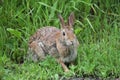 Eastern Cottontail Rabbit Sylvilagus floridanus Royalty Free Stock Photo