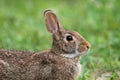 Eastern Cottontail Rabbit resting side profile closeup portrait