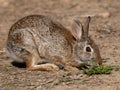 Eastern Cottontail Rabbit in the Wild Photographed Close Up in Profile Royalty Free Stock Photo