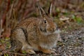 Eastern Cottontail - Sylvilagus floridanus Royalty Free Stock Photo