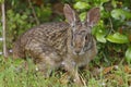 Eastern Cottontail Rabit - Texas