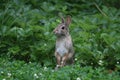 Eastern Cottontail Standing Up 2 - Sylvilagus floridanus