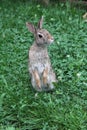 Eastern Cottontail Standing Up 3 - Sylvilagus floridanus