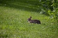 The eastern cottontail Sylvilagus floridanus Royalty Free Stock Photo