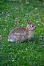 Eastern Cottontail, Sylvilagus floridanus in Field of Pink Petals Royalty Free Stock Photo