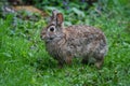 Eastern Cottontail, Sylvilagus floridanus in Green Field Royalty Free Stock Photo