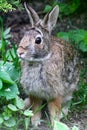 Bunny with Eyebrows - Eastern Cottontail - Sylvilagus floridanus Royalty Free Stock Photo