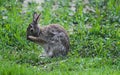 Bunny with Eyebrows Cleaning Face with Paws - Eastern Cottontail - Sylvilagus floridanus Royalty Free Stock Photo