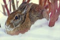 Eastern Cottontail Sylvilagus floridanus Rabbit at Rest, Southwestern Ontario, Canada Royalty Free Stock Photo