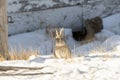 An Eastern Cottontail Sylvilagus floridanus Rabbit Sits in the Snow on the Rural Plains of Colorado in Winter Royalty Free Stock Photo