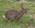 Eastern cottontail, Sylvilagus floridanus, standing in green grass outside a hospital in Richardson, Texas. Royalty Free Stock Photo