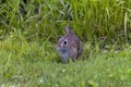 The eastern cottontail (Sylvilagus floridanus). Royalty Free Stock Photo