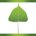 Eastern cottonwood leaf. Vector illustration decorative design