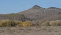 Eastern Cottonwood trees in front of barren hills near Fort Davis, Texas. Royalty Free Stock Photo