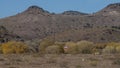 Eastern Cottonwood trees in front of barren hills near Fort Davis, Texas.