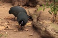 Eastern crested guineafowl called Guttera pucherani