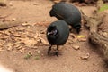 Eastern crested guineafowl called Guttera pucherani