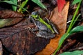 Eastern cricket frog