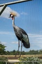 Eastern crowned crane in a Russian zoo.