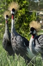 Eastern crowned crane in a Russian zoo.