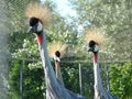 Eastern crowned crane in a Russian zoo.