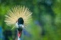 Eastern crowned crane in a Russian zoo.