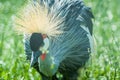 Eastern crowned crane in a Russian zoo.