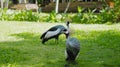 Eastern crowned crane in the usual habitat with green gras