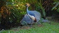 Eastern crowned crane in the usual habitat with green gras