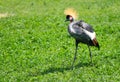 Eastern Crowned Crane walking