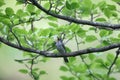Eastern crowned leaf warbler in Japan