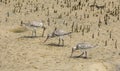 Eastern curlews Royalty Free Stock Photo