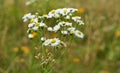 Eastern Daisy Fleabane blooming in a field Royalty Free Stock Photo