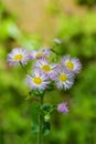 Eastern Daisy Fleabane, Erigeron annuus Royalty Free Stock Photo