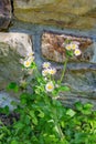 Eastern Daisy Fleabane, Erigeron annuus Royalty Free Stock Photo