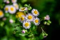 Eastern daisy fleabane Erigeron annuus Royalty Free Stock Photo