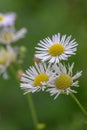 Annual fleabane Erigeron annuus, white flowers with a yellow center in close-up Royalty Free Stock Photo