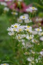 Annual fleabane Erigeron annuus, white flowers with yellow centers